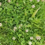 Meadowmat Species Rich gallery image