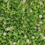 Species Rich Meadowmat