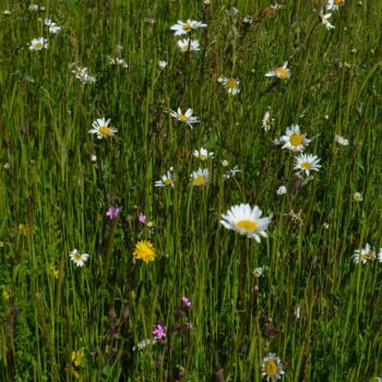 SuDS and Slopes