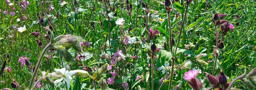 wildflowers for easy gardening