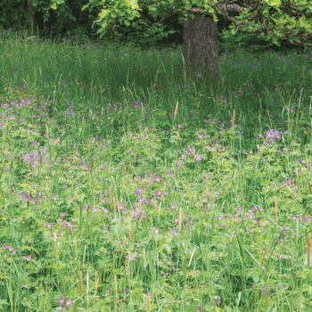 Meadowmat Woodland Shade
