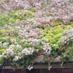 Sedum Flat Roof Kit gallery image