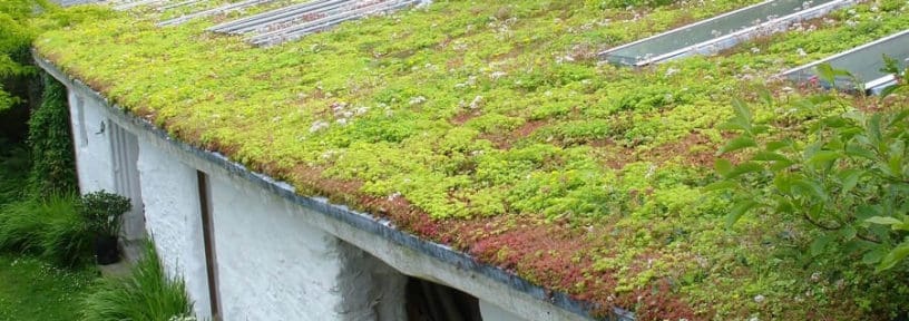 make a green roof