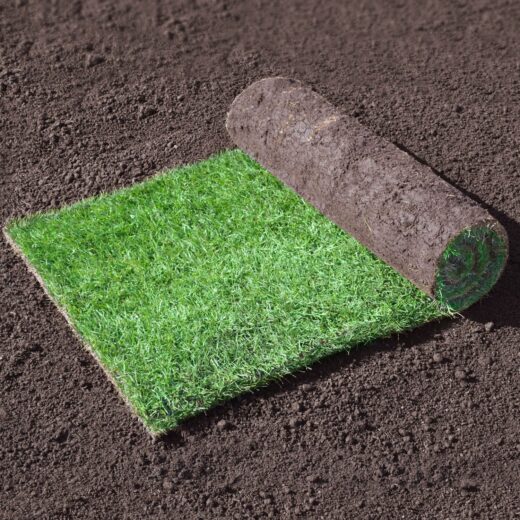 Jubilee Turf