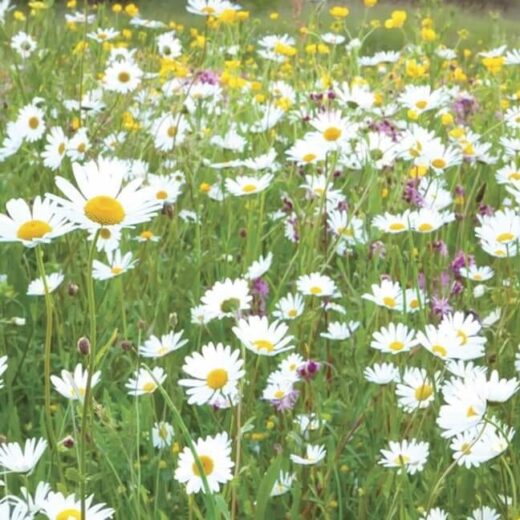 Traditional Meadowmat