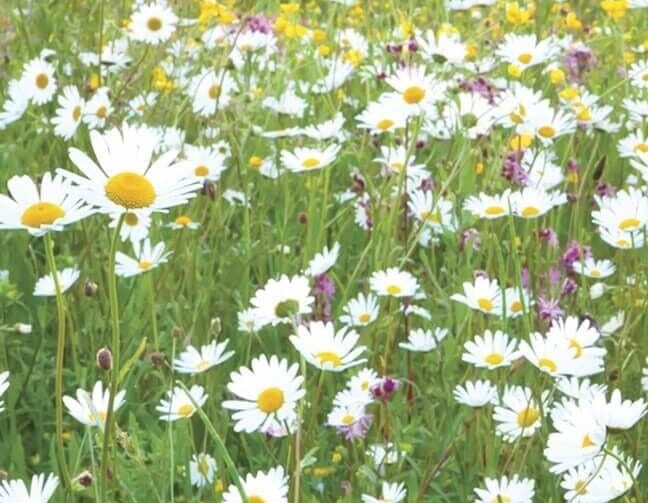 Wildflower Turf