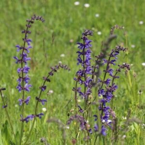Wild Clary (Salvia Verbenaca) Wild Clary (Salvia Verbenaca)