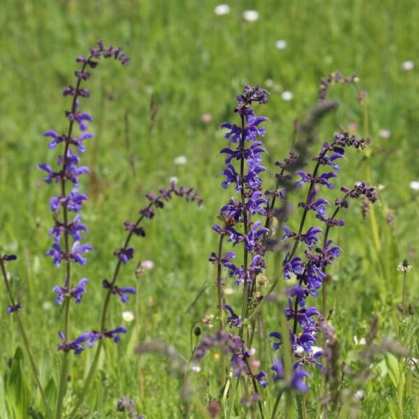 Wild Clary (Salvia Verbenaca)