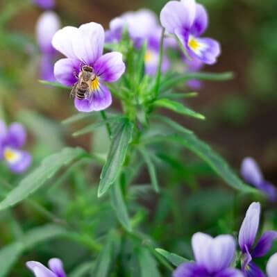 Wild Pansy (Heartsease)