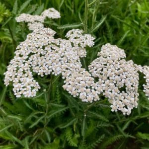 Yarrow (Achillea millefolium) Yarrow (Achillea millefolium)