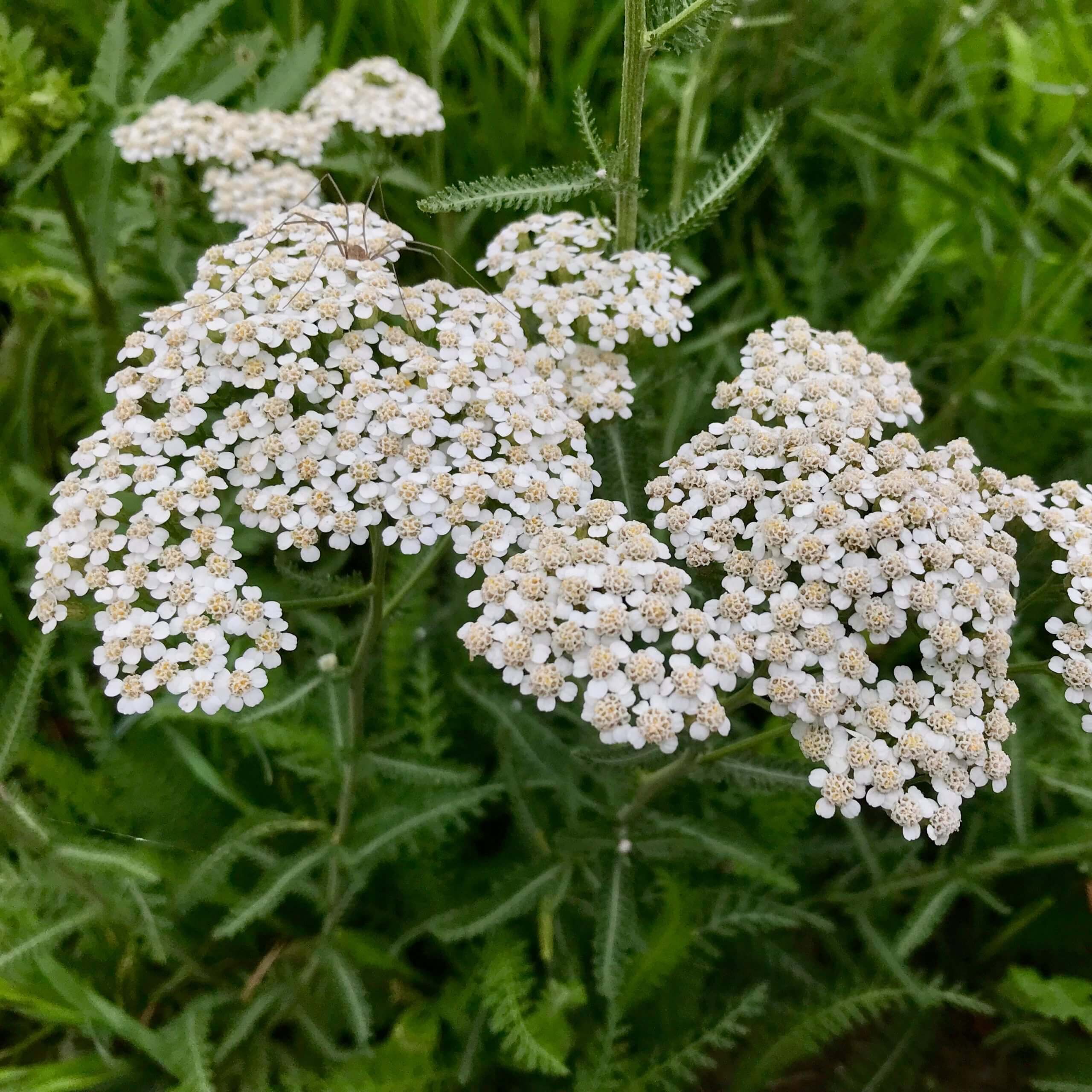 Yarrow (Achillea millefolium)