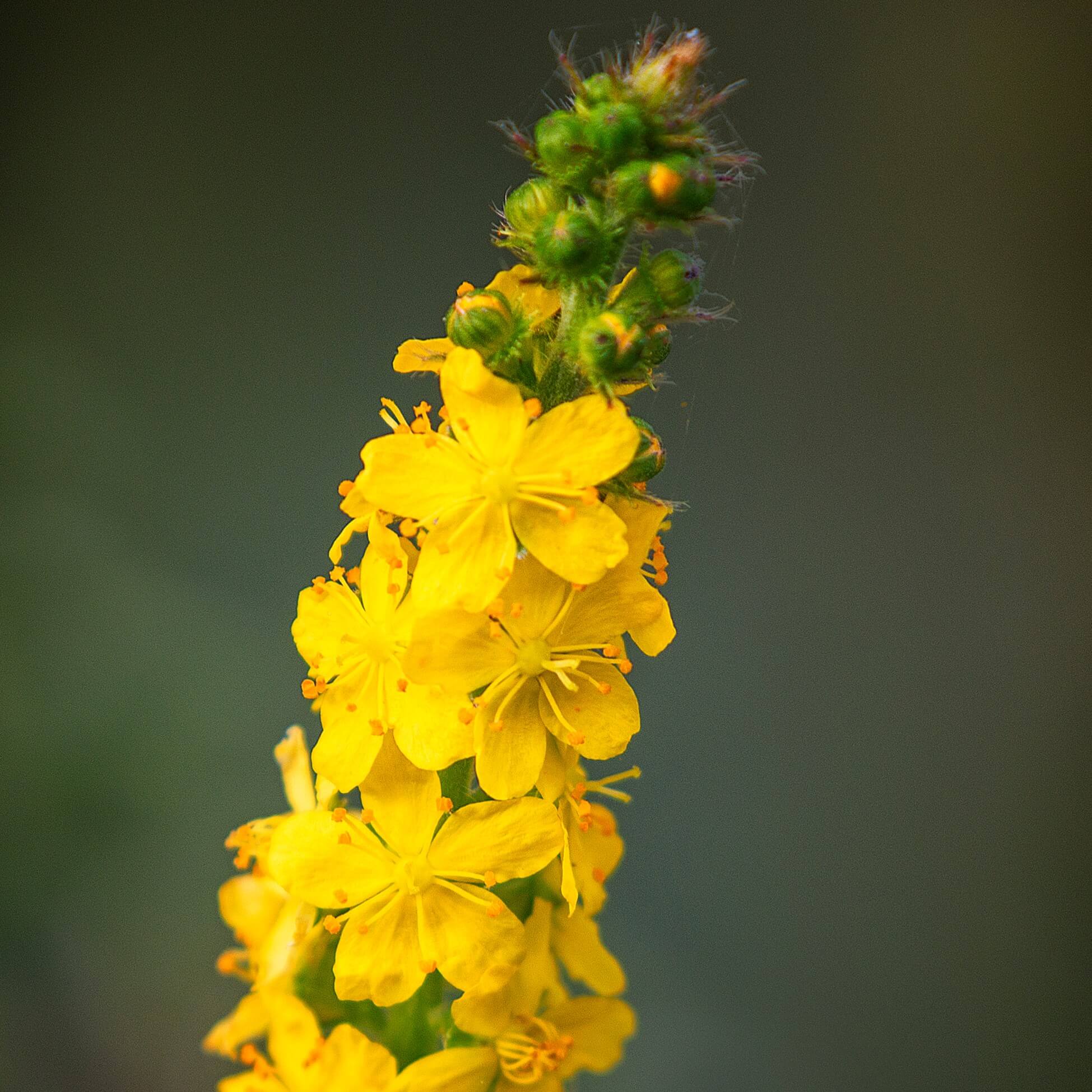 Common Agrimony (Agrimonia eupatoria)
