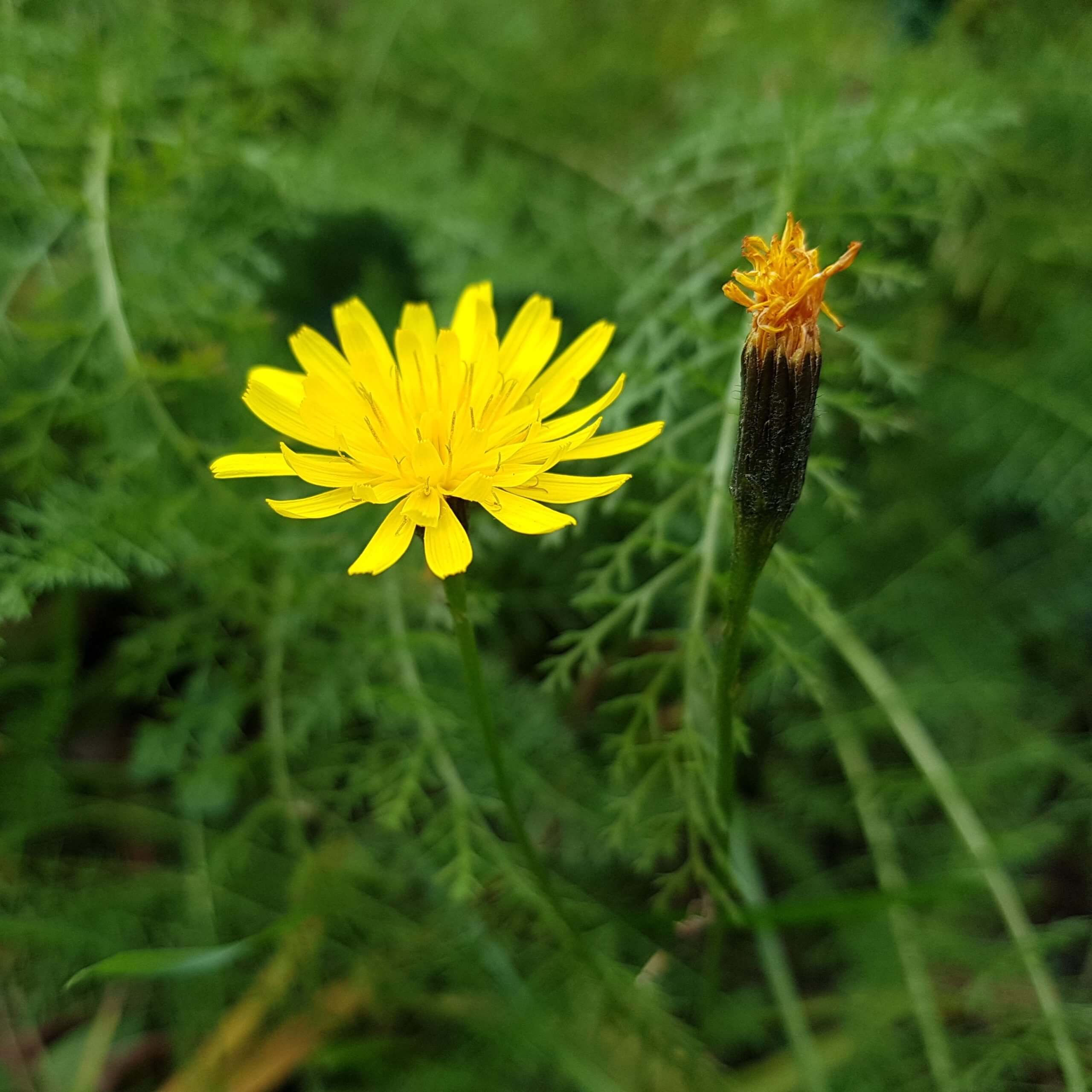 Autumn Hawkbit (Leontodon autumnalis)
