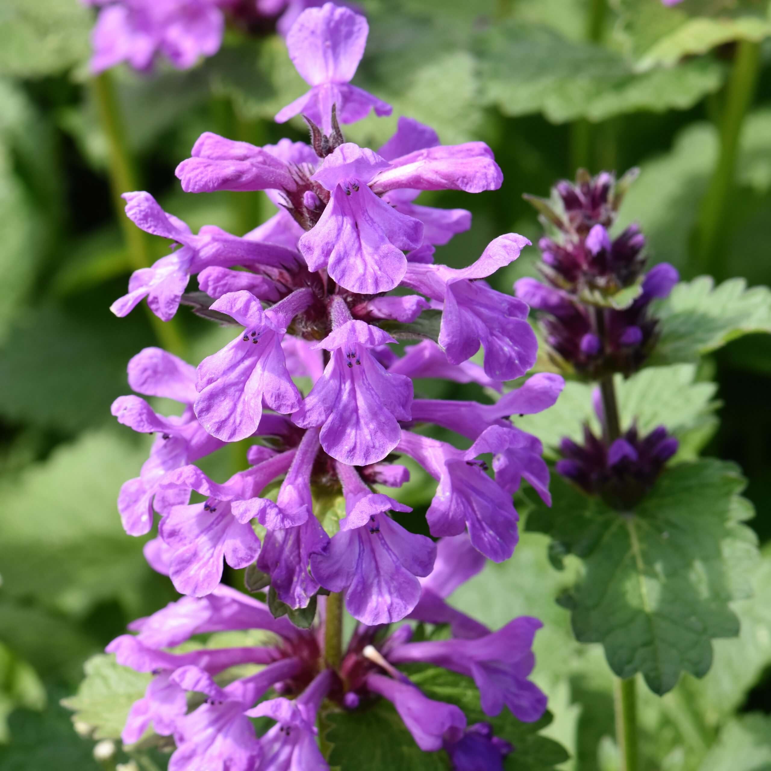 Betony (Stachys officinalis)