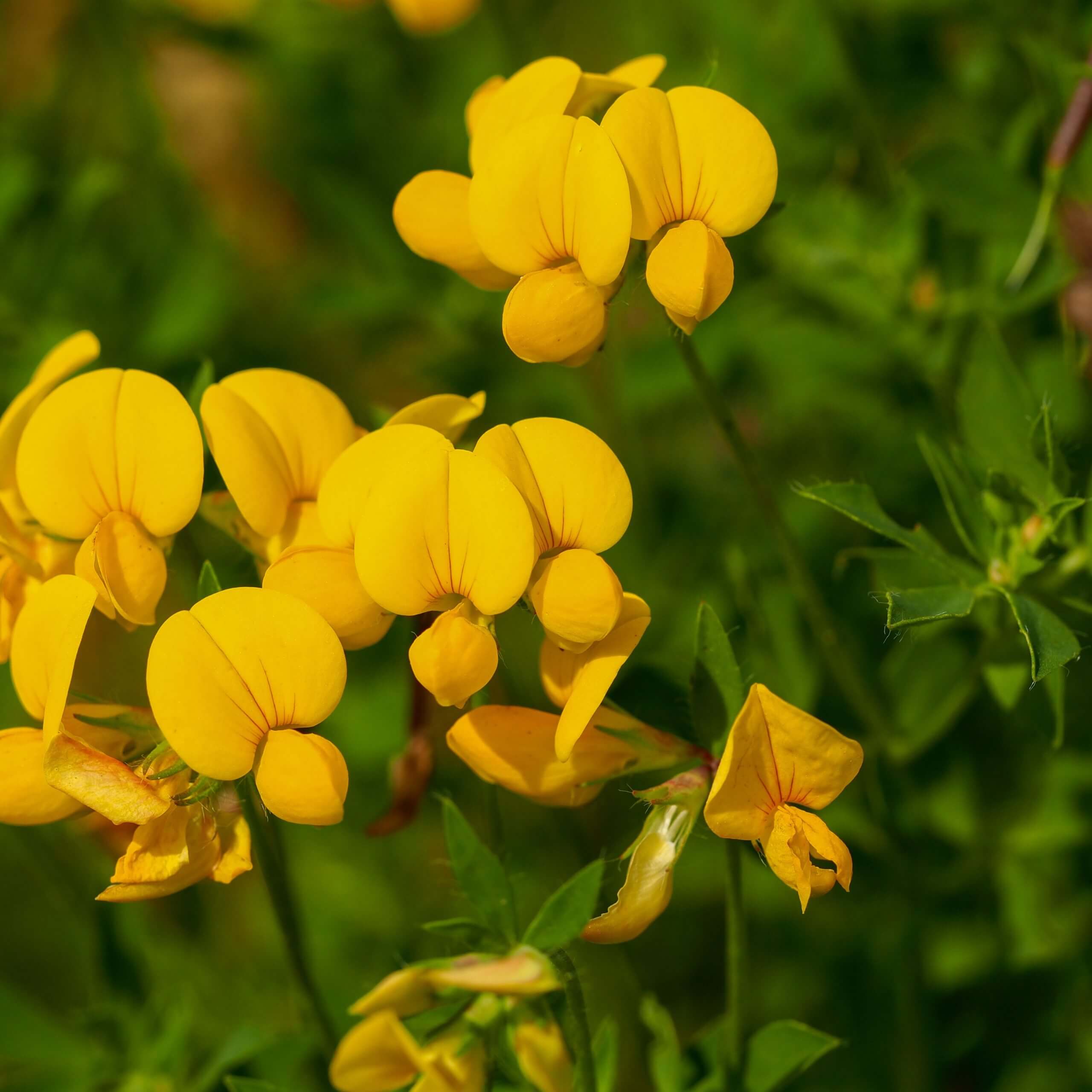 Birdsfoot Trefoil (Lotus corniculatus)