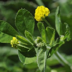 Black Medick (Medicago Lupulina) Black Medick (Medicago Lupulina)