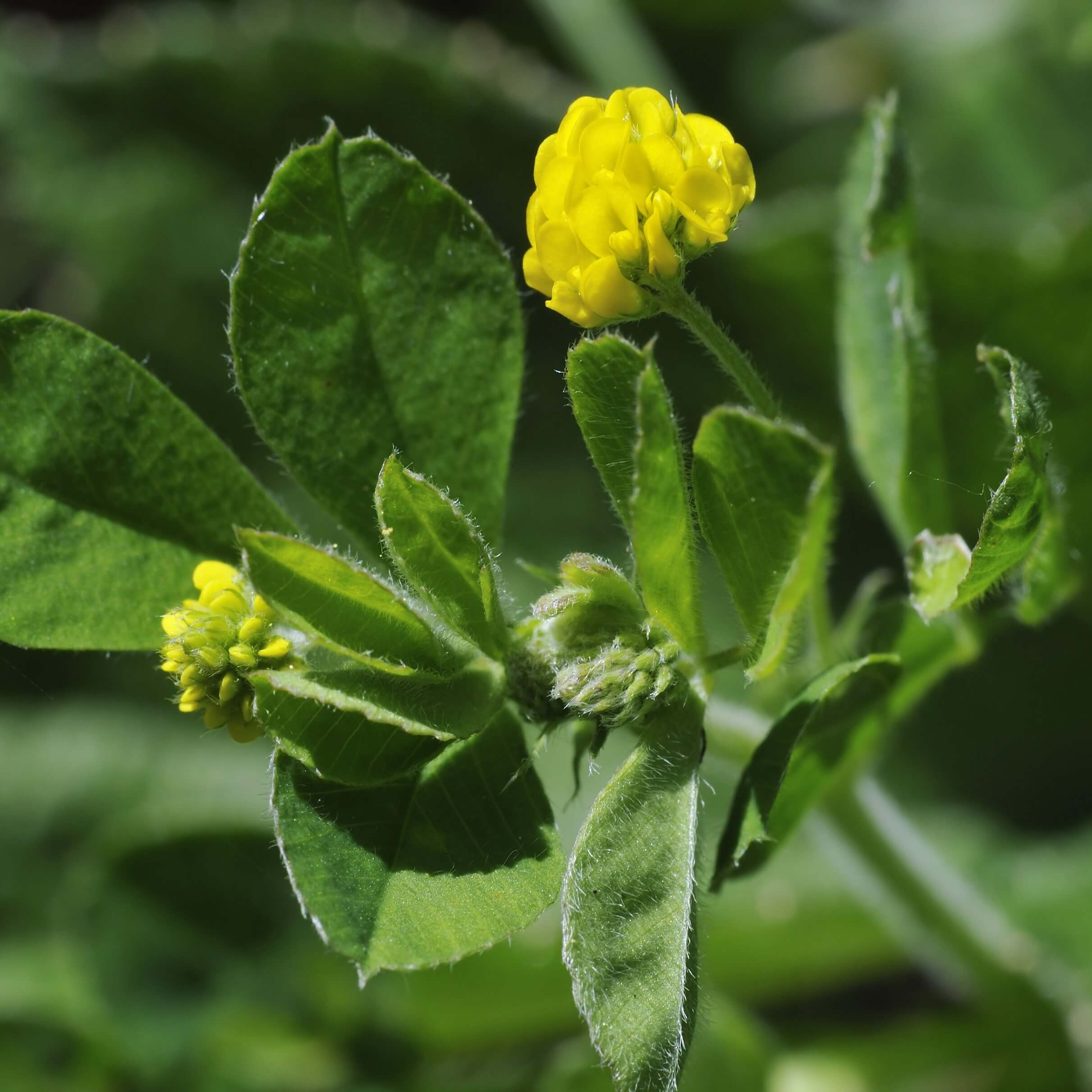 Black Medick (Medicago Lupulina)