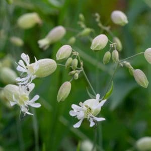 Bladder Campion (Silene Vulgaris) Bladder Campion (Silene Vulgaris)