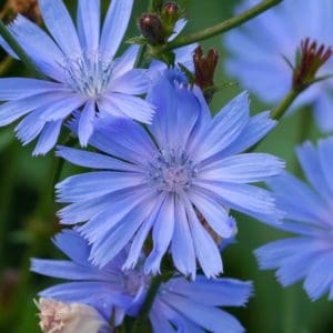 Chicory (Cichorium Intybus)