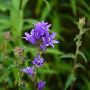 Clustered Bellflower (Campanula Glomerata) Clustered Bellflower (Campanula Glomerata)
