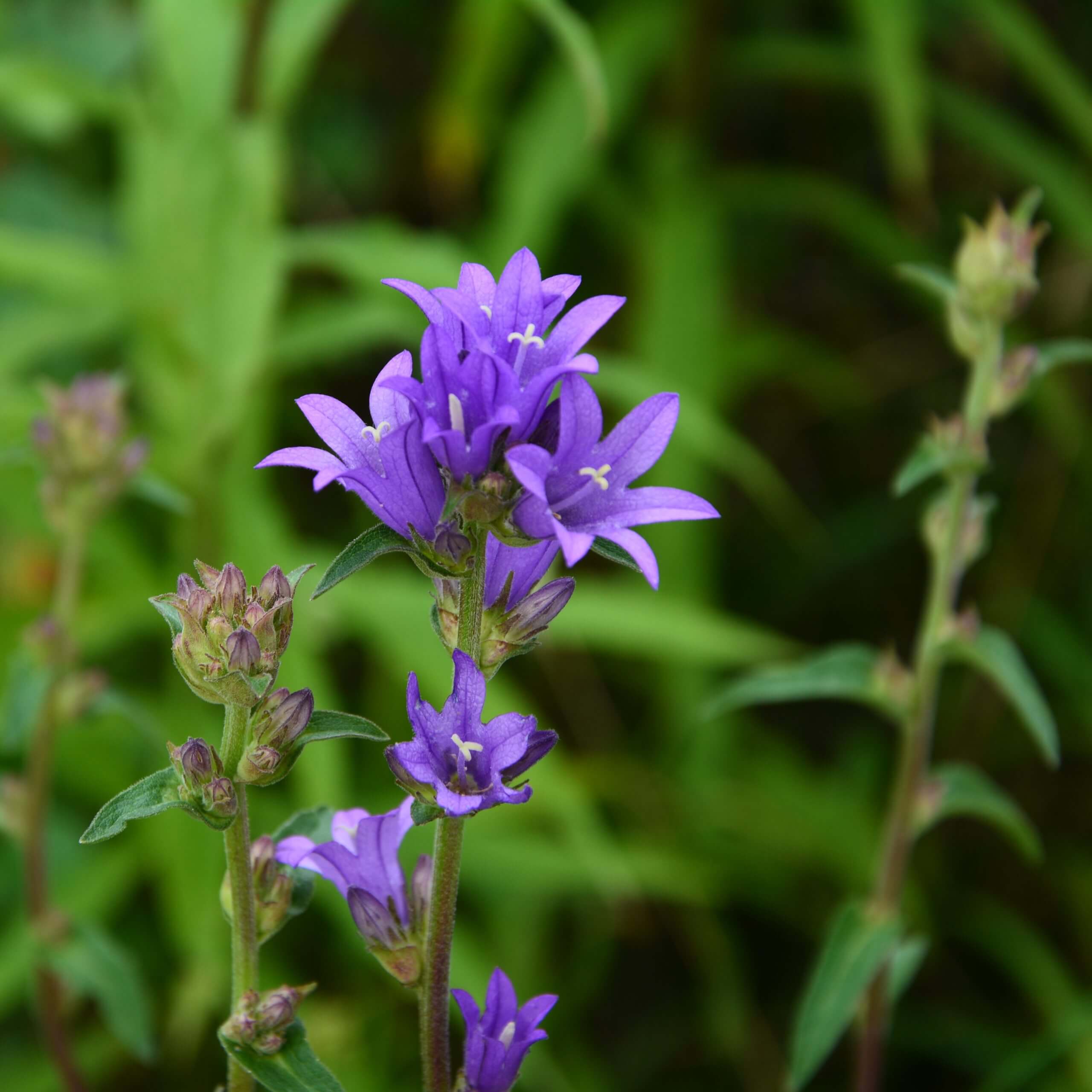 Clustered Bellflower (Campanula Glomerata)