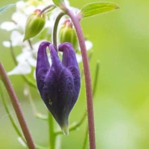 Columbine (Aquilegia vulgaris) Columbine (Aquilegia vulgaris)