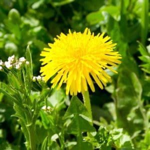 Dandelion (Taraxacum officinale) Dandelion (Taraxacum officinale)