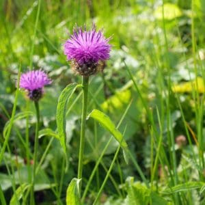 Common Knapweed (Centaurea Nigra) Common Knapweed (Centaurea Nigra)