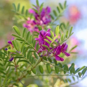 Common Vetch (Vicia Sativa) Common Vetch (Vicia Sativa)