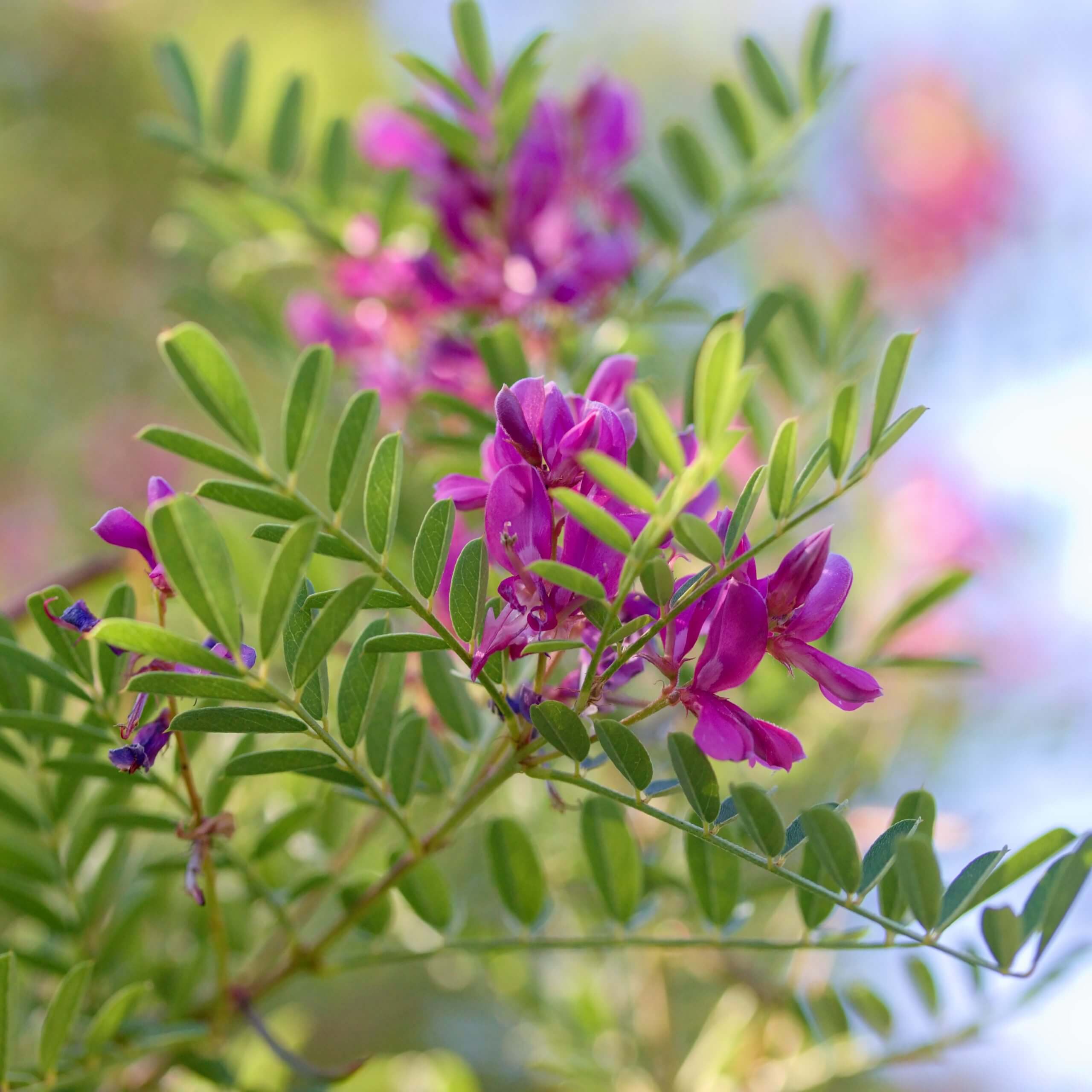 Common Vetch (Vicia Sativa)
