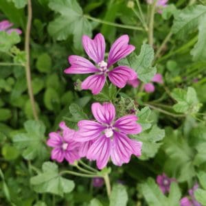 Common Mallow (Malva sylvestris) Common Mallow (Malva sylvestris)
