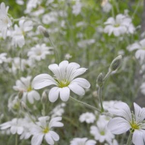 Common Mouse Ear (Cerastium Fontanum) Common Mouse Ear (Cerastium Fontanum)