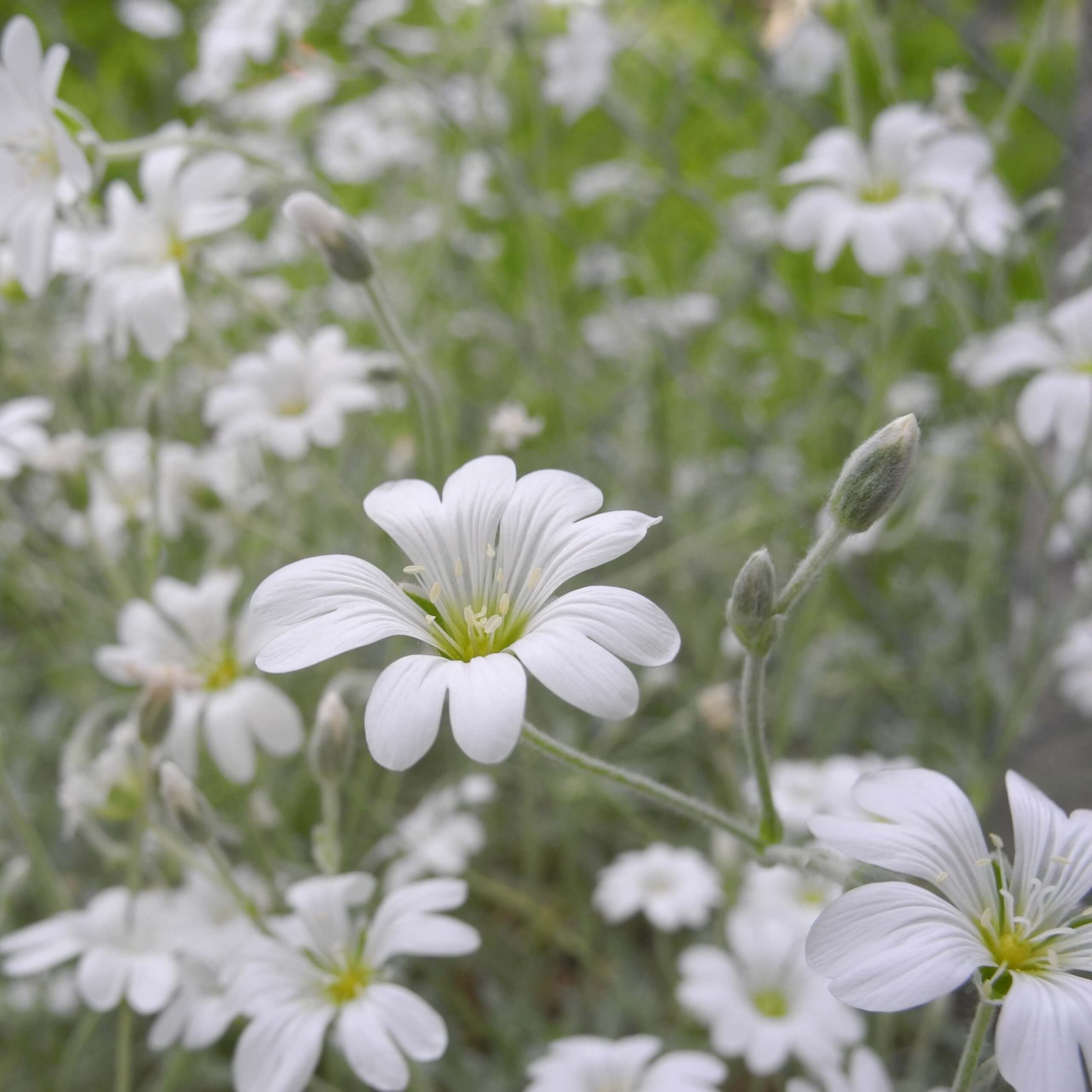 Common Mouse Ear (Cerastium Fontanum)