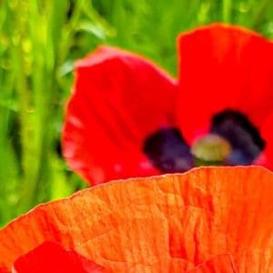 Common Poppy (Papaver Rhoeas) Common Poppy (Papaver Rhoeas)