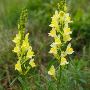 Common Toadflax (Linaria Vulgaris) Common Toadflax (Linaria Vulgaris)