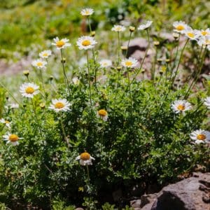 Corn Chamomile (Anthemis Arvensis) Corn Chamomile (Anthemis Arvensis)