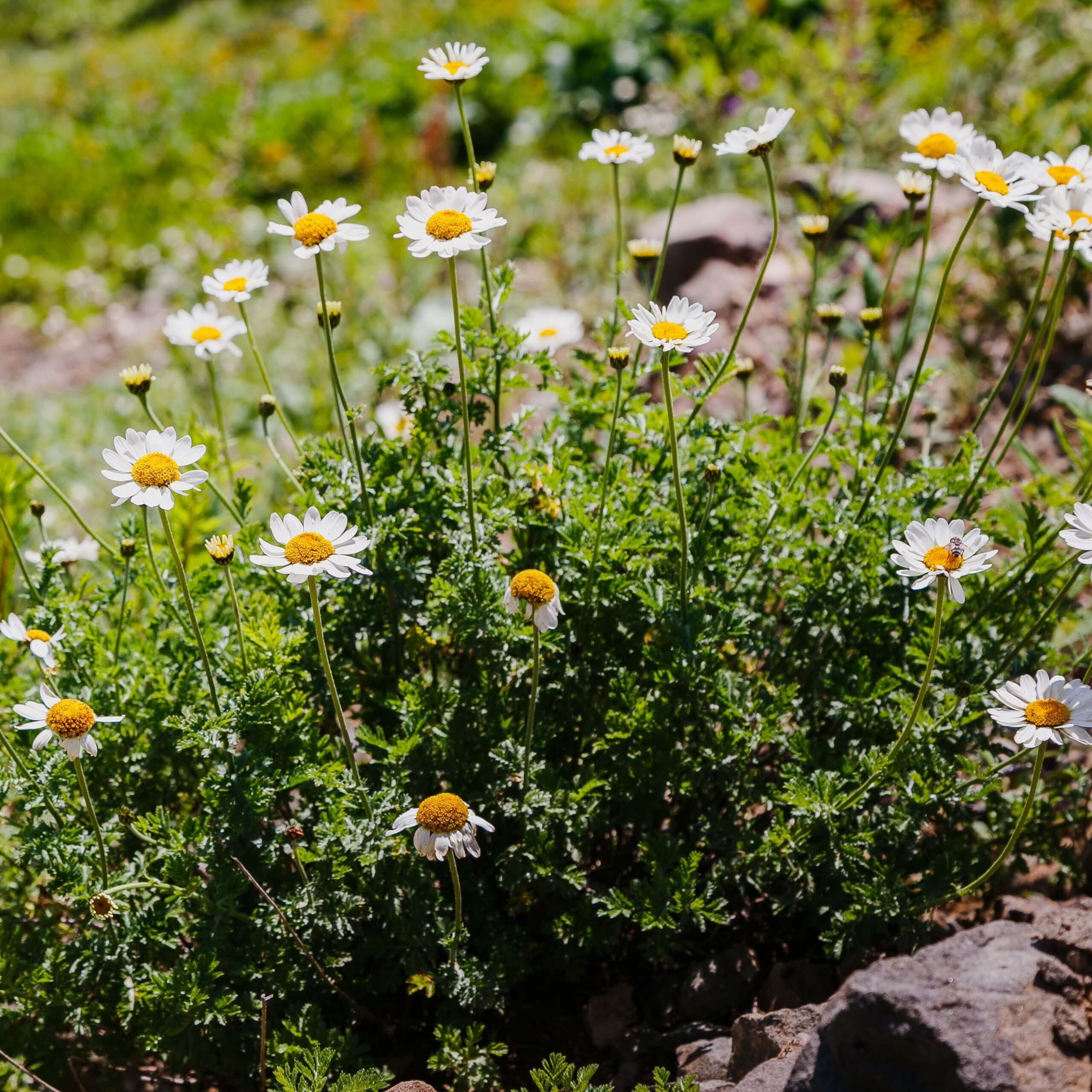 Corn Chamomile (Anthemis Arvensis)