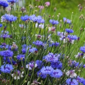 Cornflowers (Centaurea Cyanus) Cornflowers (Centaurea Cyanus)