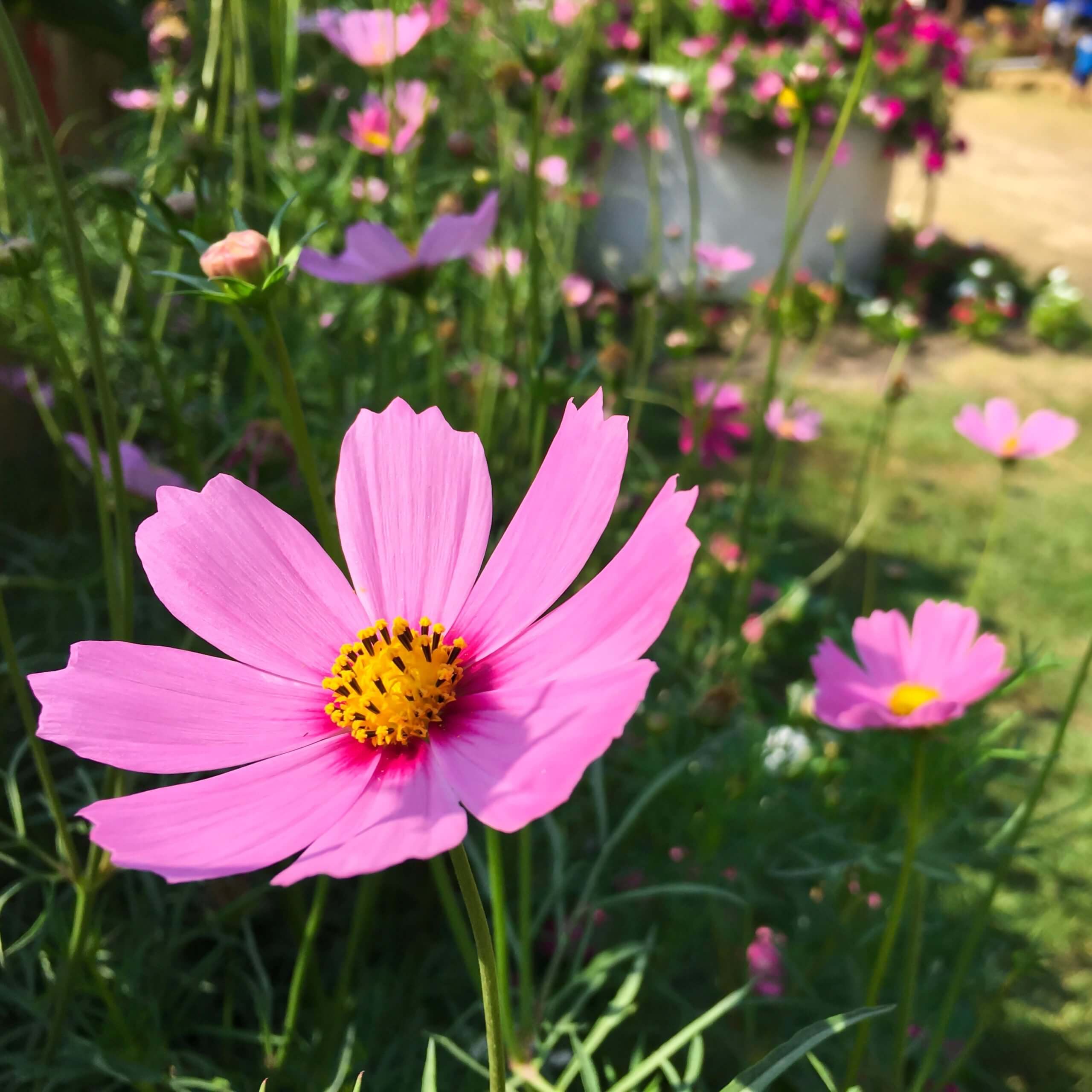 Cosmos Gloria (Cosmos bipinnatus Gloria)