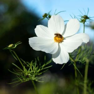 Cosmos Albatross (Cosmos Bipinnatus Sensationa Albatross) Cosmos Albatross (Cosmos Bipinnatus Sensationa Albatross)