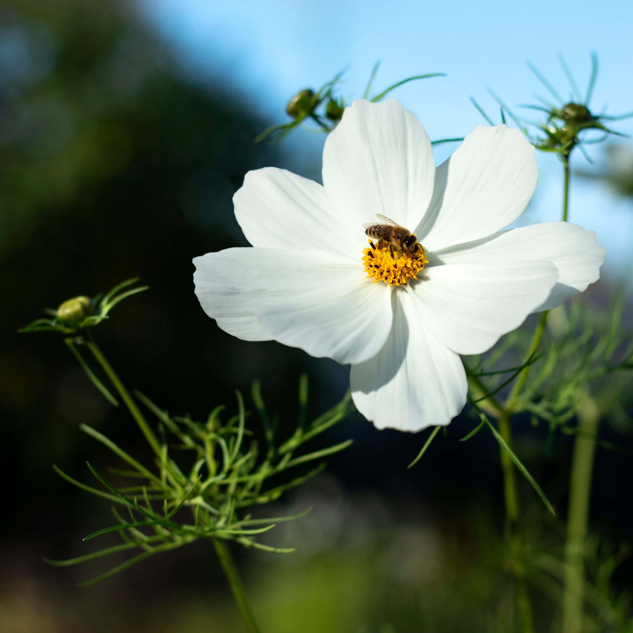 Cosmos Albatross (Cosmos Bipinnatus Sensationa Albatross)