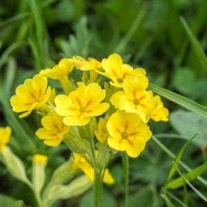 Cowslip (Primula Veris) Cowslip (Primula Veris)