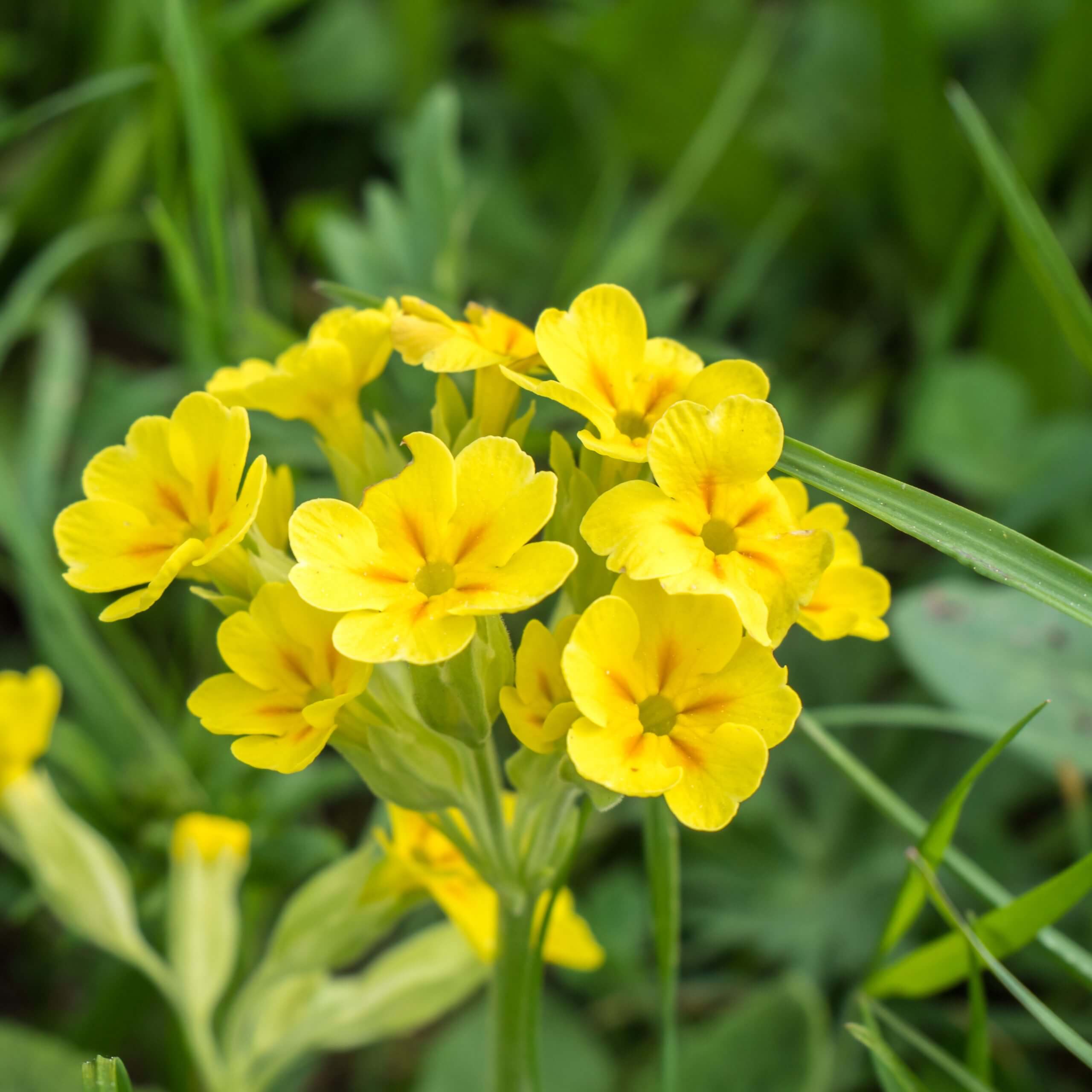 Cowslip (Primula Veris)