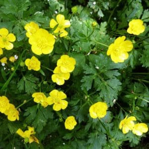 Creeping Buttercup (Ranunculus Repens) Creeping Buttercup (Ranunculus Repens)