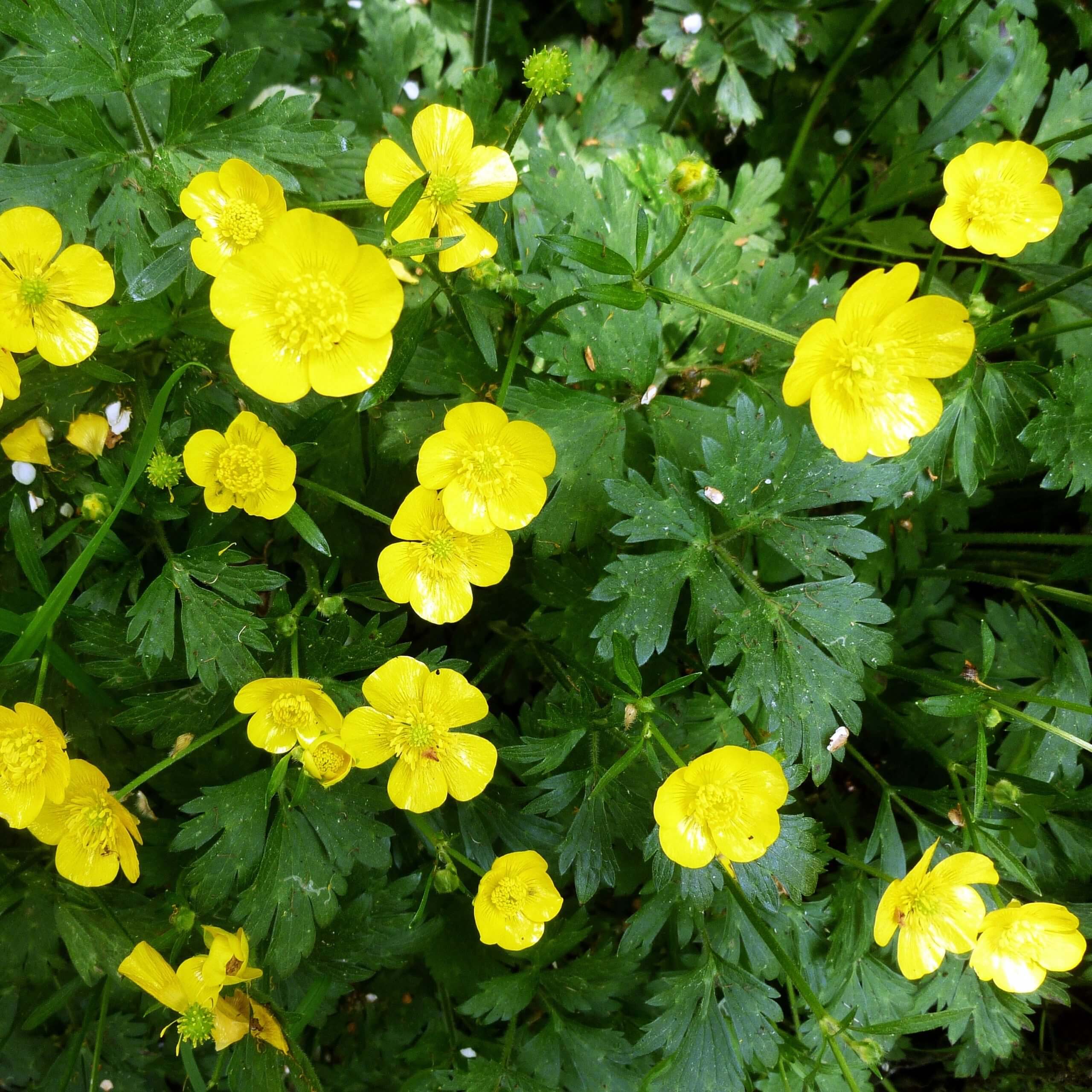 Creeping Buttercup (Ranunculus Repens)