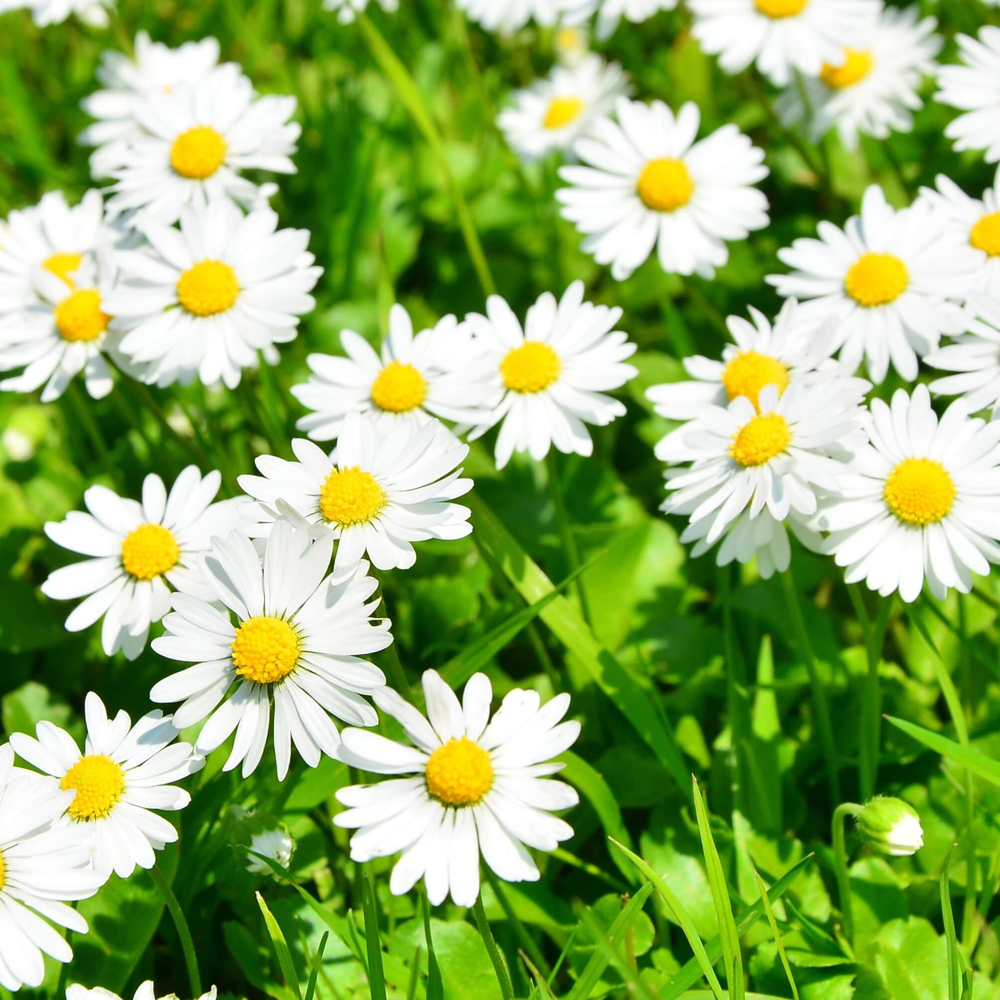 Common Daisy (Bellis Perennis)