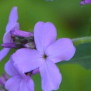 Dames Violet (Hesperis matronalis) Dames Violet (Hesperis matronalis)