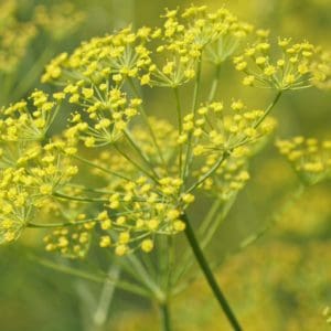 Fennel (Foeniculum vulgare) Fennel (Foeniculum vulgare)