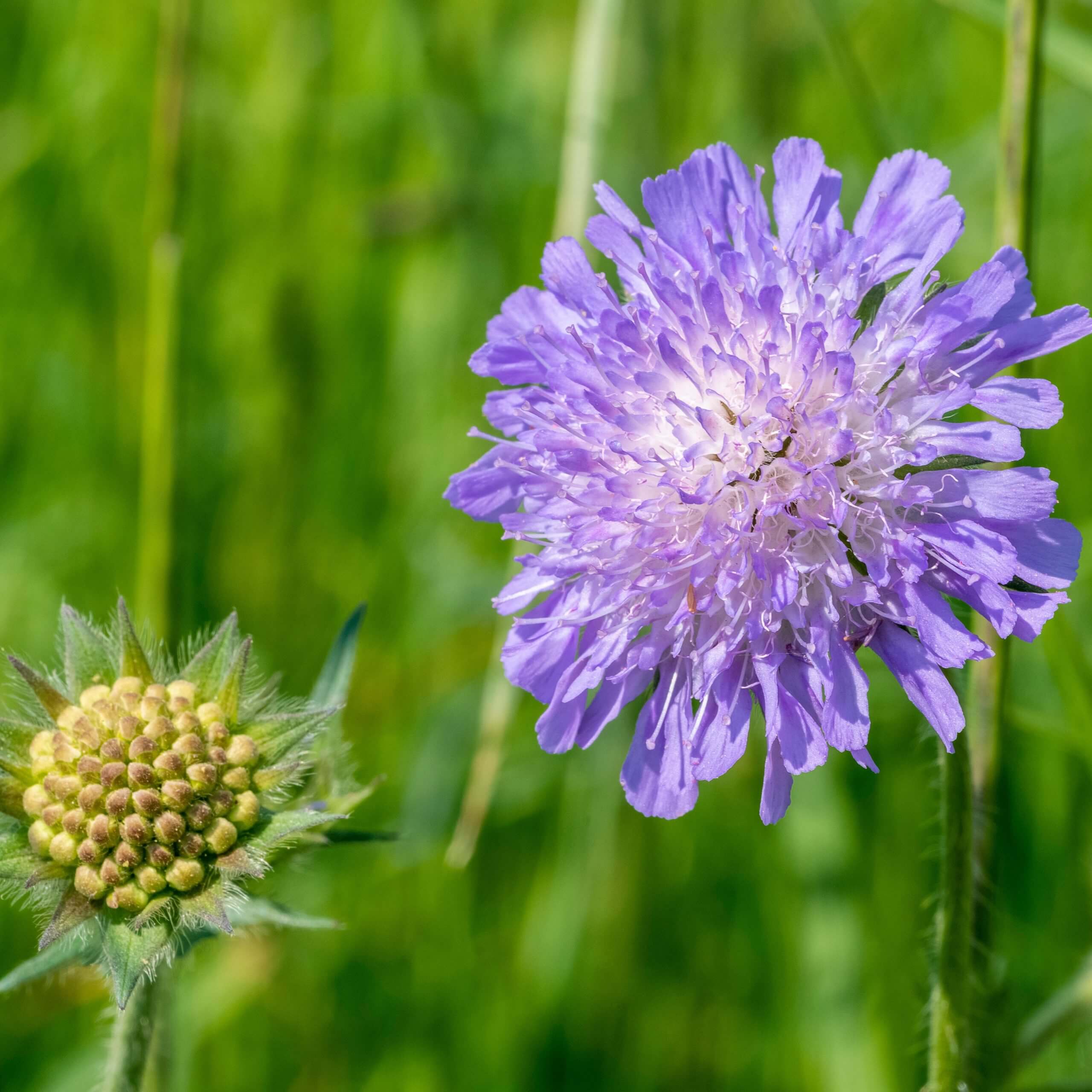 Field Scabious (Knautia Arvensis)