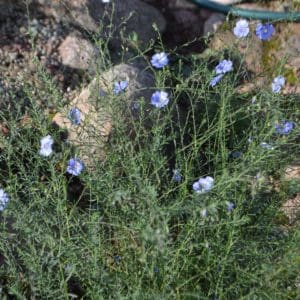 Flax (Linum usitatissimum) Flax (Linum usitatissimum)